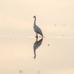 A white heron standing in shallow water, mirrored below, against a soft, light-colored and muted background