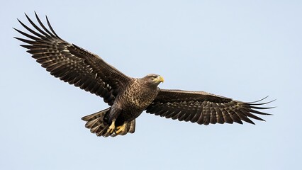 Obraz premium Brown Eagle Flying in Clear Sky.