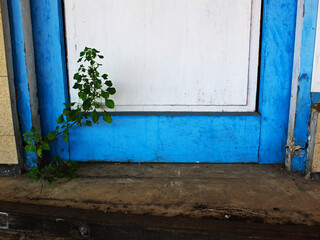 View of wild plant growing on a wooden door. 