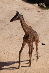 A huge alpha male baboon monkey rests by the river bank