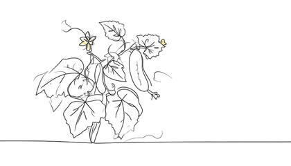 Line drawing shows a cucumber plant with leaves, flowers, and fruit. A thin line suggests ground; white background
