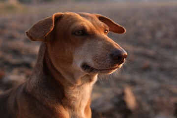 portrait of a dog with blurred background 