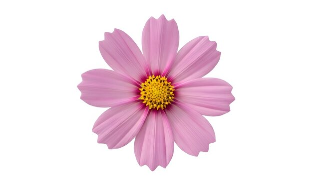 Single pink cosmos flower with a bright yellow center isolated on a clean white background - Powered by Adobe