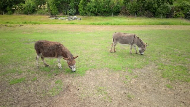 Donkeys Grazing In Pasture Field