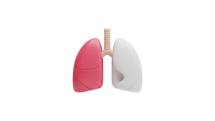 3D Model of Human Lungs with Trachea on transparent background