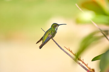 Fototapeta premium Beija-flor verde pousado em galho com espaço para texto e fundo desfocado
