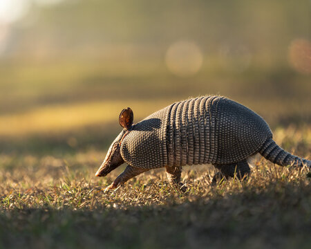 A nine-banded armadillo foraging in grass during natural daylight. The animal&rsquo;s armor plates and textured tail are clearly visible, with warm light and soft background.