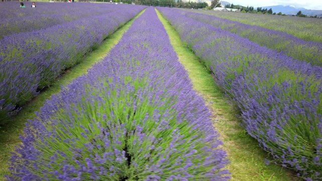 Walking Path Through Deep Purple Lavender Rows