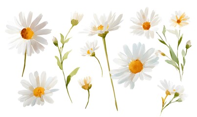 Fototapeta premium Pastel watercolor daisy flower clipart, hand-painted illustration style. White daisy flowers with soft yellow centers as the main subject. Each daisy drawn as an individual standalone element