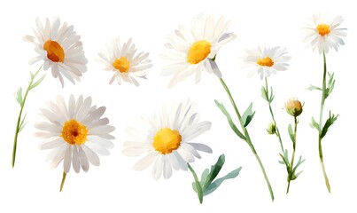 Obraz premium Pastel watercolor daisy flower clipart, hand-painted illustration style. White daisy flowers with soft yellow centers as the main subject. Each daisy drawn as an individual standalone element