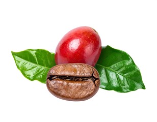Fresh coffee bean with coffee cherry fruit and green leaves on white background