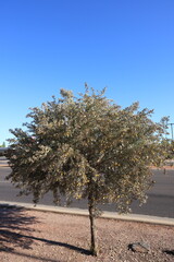 Obraz premium Xeriscaped roadside with desert-like gravel and Leatherleaf Acacia (Acacia craspedocarpa) or Mulga Acacia (Acacia aneura) with yellow flowers in spring, a common drought-tolerant tree in Phoenix, A
