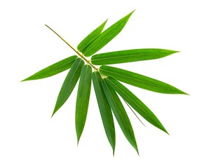 Fresh green bamboo leaves on white background, creating a calm and nature feel