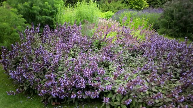 Curved garden path with purple flowers and lush greenery