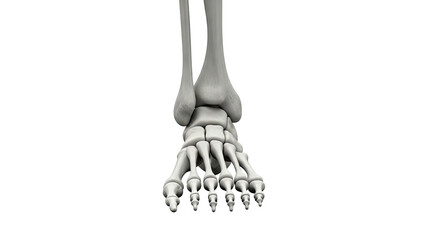 Human Foot Skeleton Anatomy Close Up on transparent background