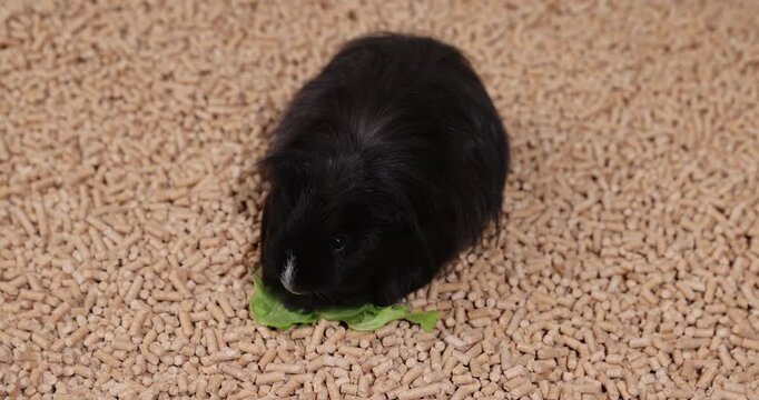 A black guinea pig stands on wooden pallets to fill the cage, a black guinea pig stands on fresh litter from forestry waste, pallets can be used for heating houses.