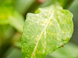 a green leaf with visible veins and tiny surface details, shot outdoors in natural light, showing organic texture and fresh plant life.