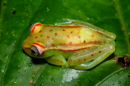 Polka-dot Tree Frog from Amazon region, Ecuador South America
