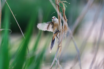 Female Panurus biarmicus in Longfeng Wetland, Daqing City, Heilongjiang Province, China