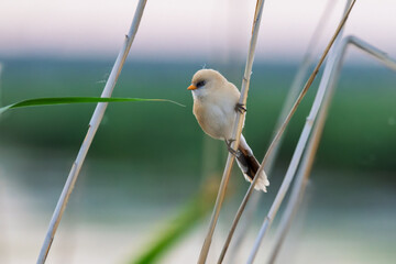 Female Panurus biarmicus in Longfeng Wetland, Daqing City, Heilongjiang Province, China