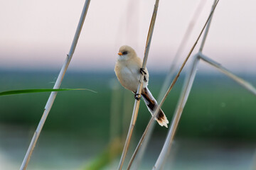 Female Panurus biarmicus in Longfeng Wetland, Daqing City, Heilongjiang Province, China