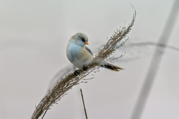 Female Panurus biarmicus in Longfeng Wetland, Daqing City, Heilongjiang Province, China