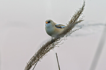 Female Panurus biarmicus in Longfeng Wetland, Daqing City, Heilongjiang Province, China