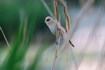 Female Panurus biarmicus in Longfeng Wetland, Daqing City, Heilongjiang Province, China