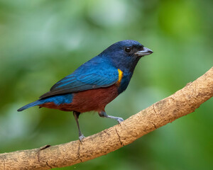 Vibrant tropical songbird perched on a forest branch