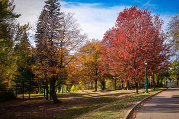 Obraz premium Autumn leaves and rich fall colors across Quebec landscapes, highlighting seasonal beauty and nature.