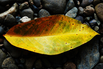 Close-up of Yellow Autumn Leaf on Smooth River Stones