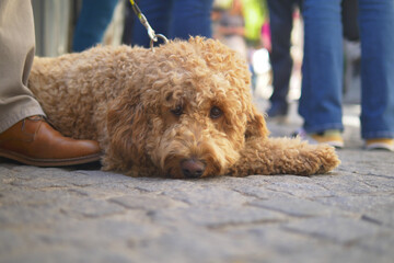 Dog resting on the street during a busy day