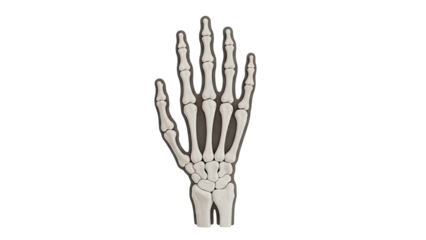 3D Skeleton Hand on transparent background