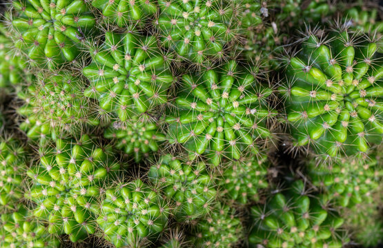 Full frame shot of Echinopsis calochlora cactus growing in a pot. Echinopsis cactus they are fairly easy to grow and are extremely well adapted to drought.