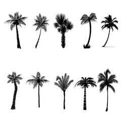 Collection of detailed tropical palm tree vector illustrations isolated on white background. Ideal for summer designs, travel themes, beach graphics, and nature-related projects. © Caitlyn Studio