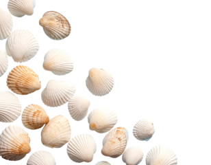 A collection of various seashells, in a palette of cream and tan, arranged at the corner of a black background