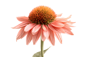 Echinacea Purpurea Coneflower Against Dark Background, isolated on transparent background