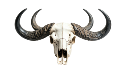 Front view of a bovine skull with large curved horns against black (1)
