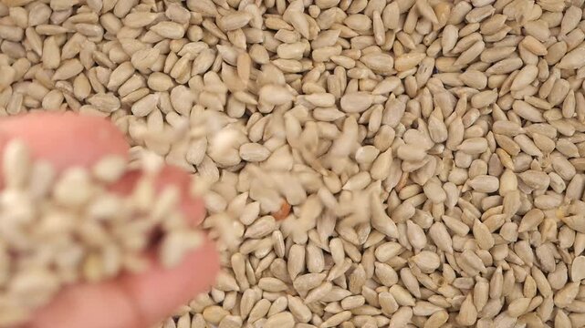 Hand holding seeds over a pile of sunflower seeds