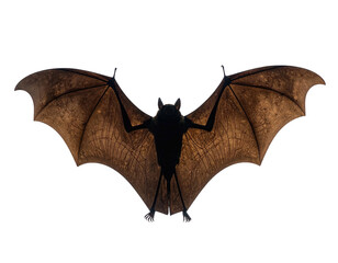 Silhouetted bat in flight, spread wings against a dark background