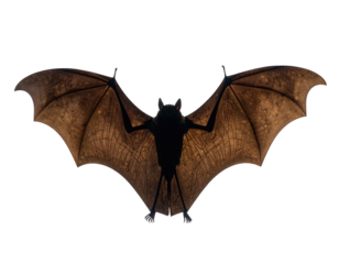 Silhouetted bat in flight, spread wings against a dark background