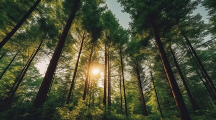 Obraz premium Sunlight filtering through tall trees in a lush green forest, creating a serene atmosphere.