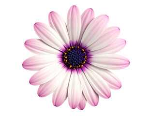 Top-down view of a vibrant daisy with pink-tipped white petals