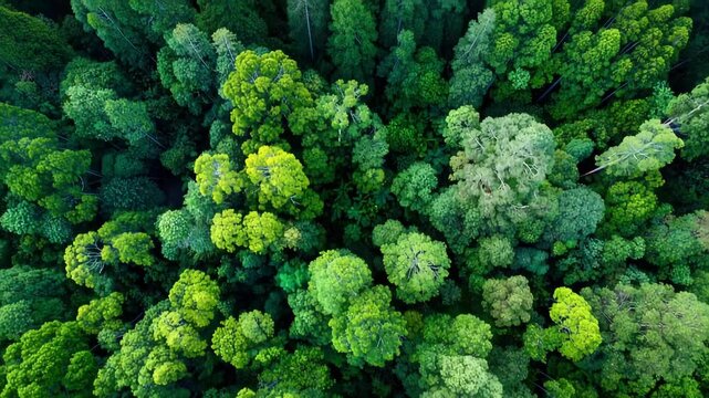 Aerial view showcasing a lush green forest canopy, highlighting the dense foliage and natural patterns of the treetops.