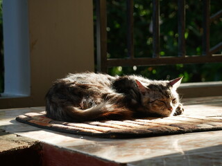 Cozy Sleeping Silver Tabby Cat Resting Peacefully on Woven Mat Animal