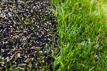 grass seeds on wet soil beside lush green lawn before and after concept