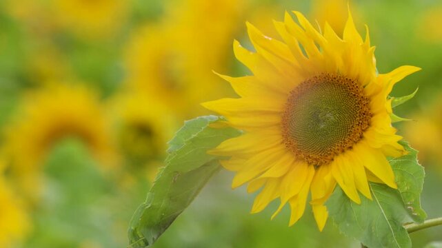 Close-up of a Vibrant Yellow Sunflower Swaying in a Scottish Field