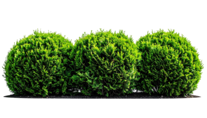 Three vibrant, spherical, green bushes on dark ground, isolated