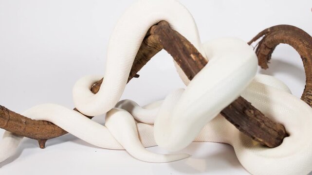 Albino White Snake Coiling Around Wooden Branch Indoors