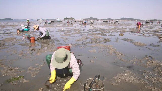 Harvesting Manila Clams on the West Coast Tidal Flats - 한국 서해안 갯벌에서 바지락을 채취하는 어민들의 모습